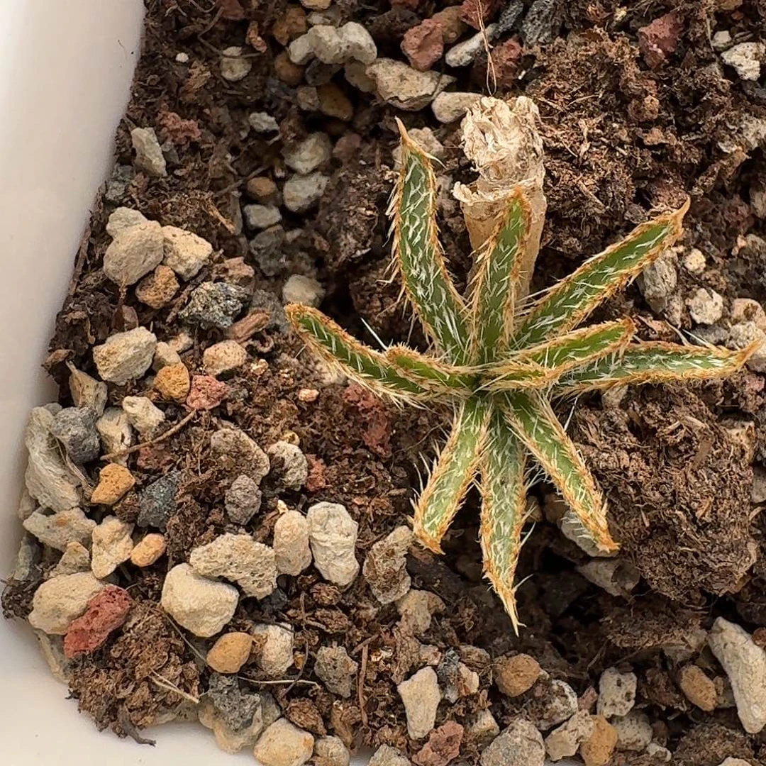 乙***年定向一个金刚钻金色的