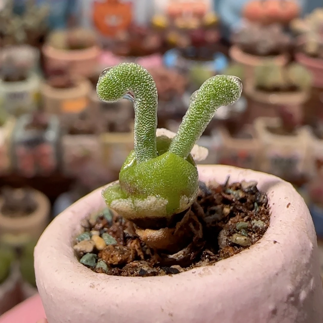 T可爱的小兔兔盆口2cm