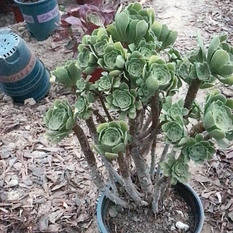 燕***雨绿玫瑰法师多肉植物18