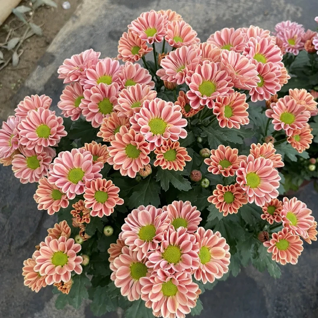 【荷兰菊】小雏菊盆栽带花苞高颜值花期长耐热花卉绿植