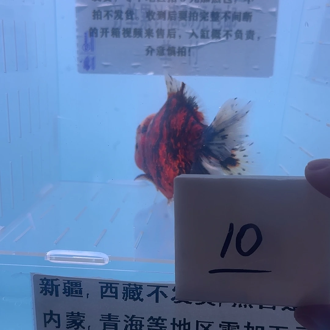 金鱼腾川优宠金鱼专拍