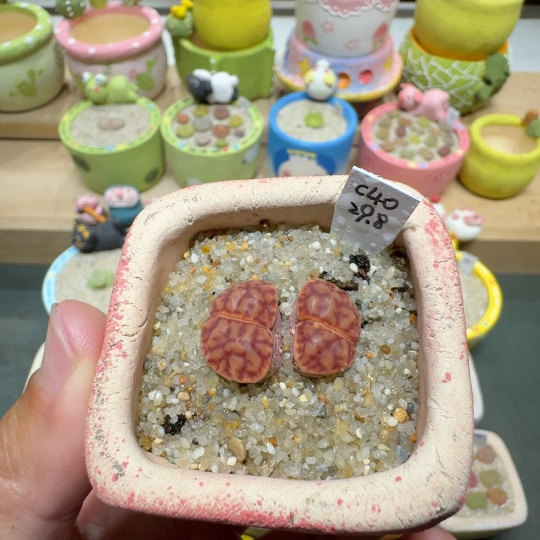 蘑菇288折榴折榴