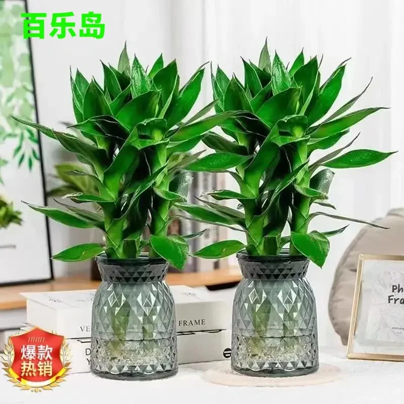 【买一送一】水培观音竹室内四季绿色桌面盆景盆栽轻奢烟灰树脂盆