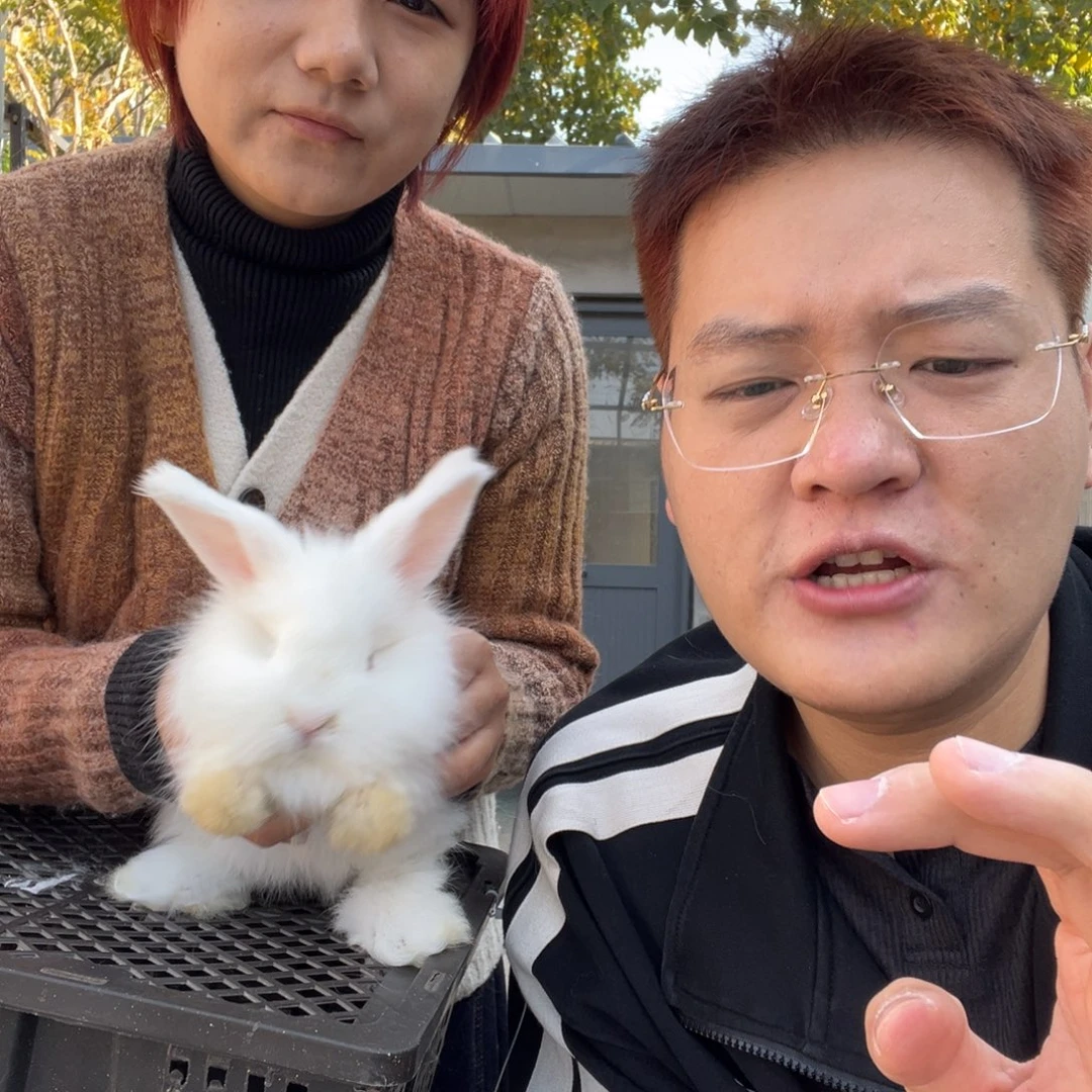 双血统英系安拉兔子