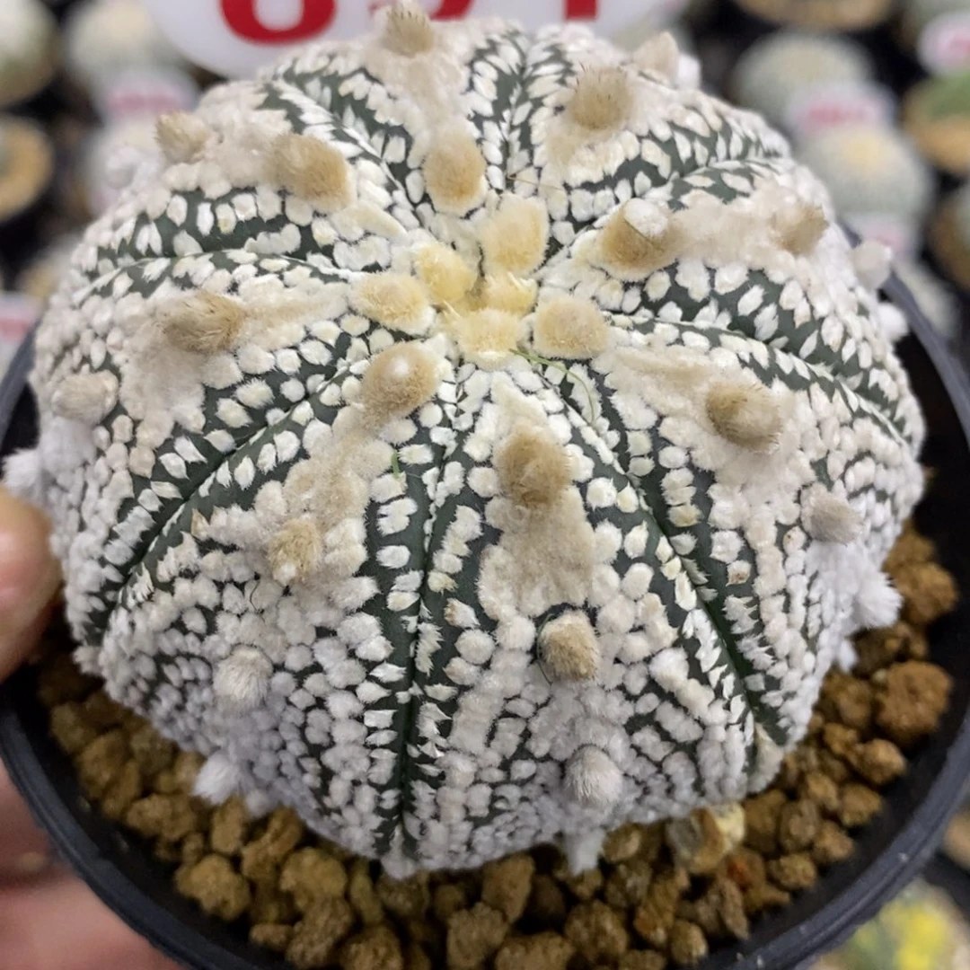 891天眼厚绒白北村奇迹兜