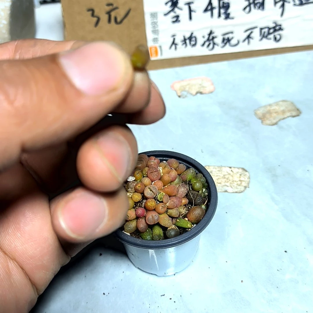 满6元包邮，#毛汗尼巨小12棵拇指盆