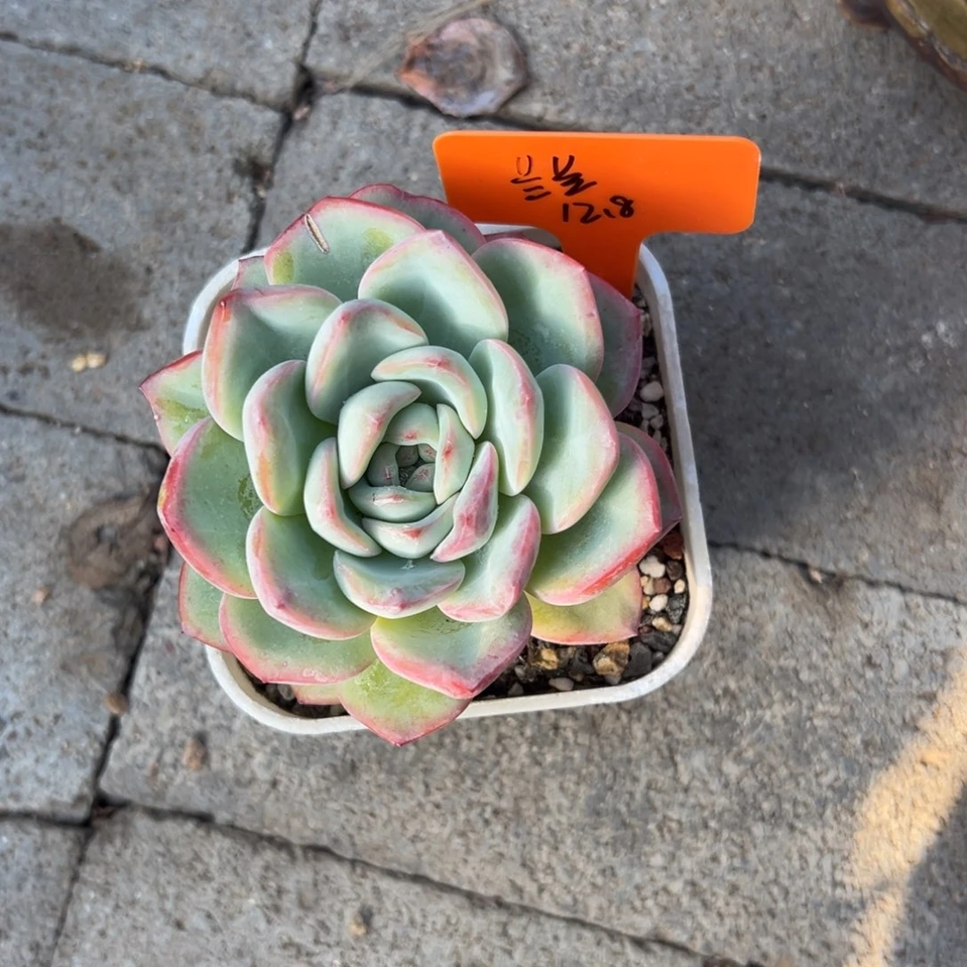 兰****泡芙11111111111111