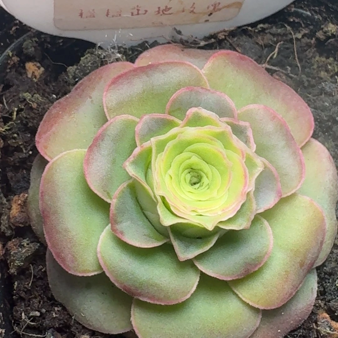 楹楹-26-冠幅  4cm