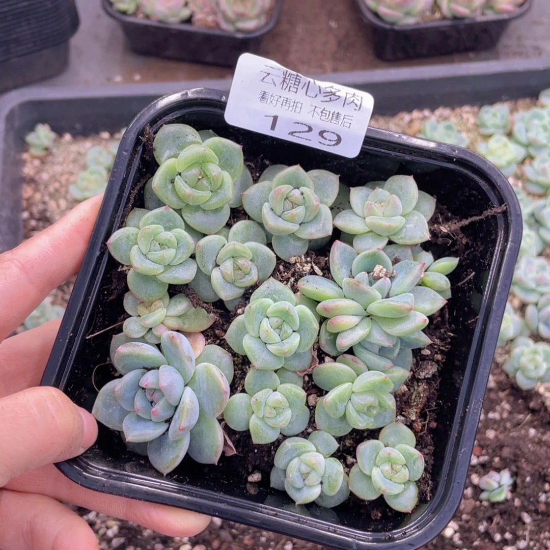 云糖心多肉植物129