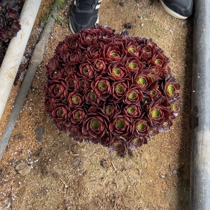 35.8赤焰莲一棵包邮