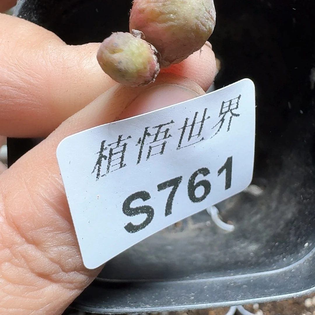 761号多肉植物哇c g