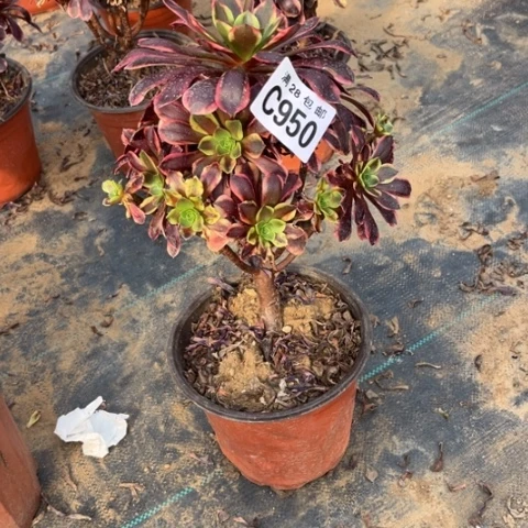 950欧嘉莉不包断枝