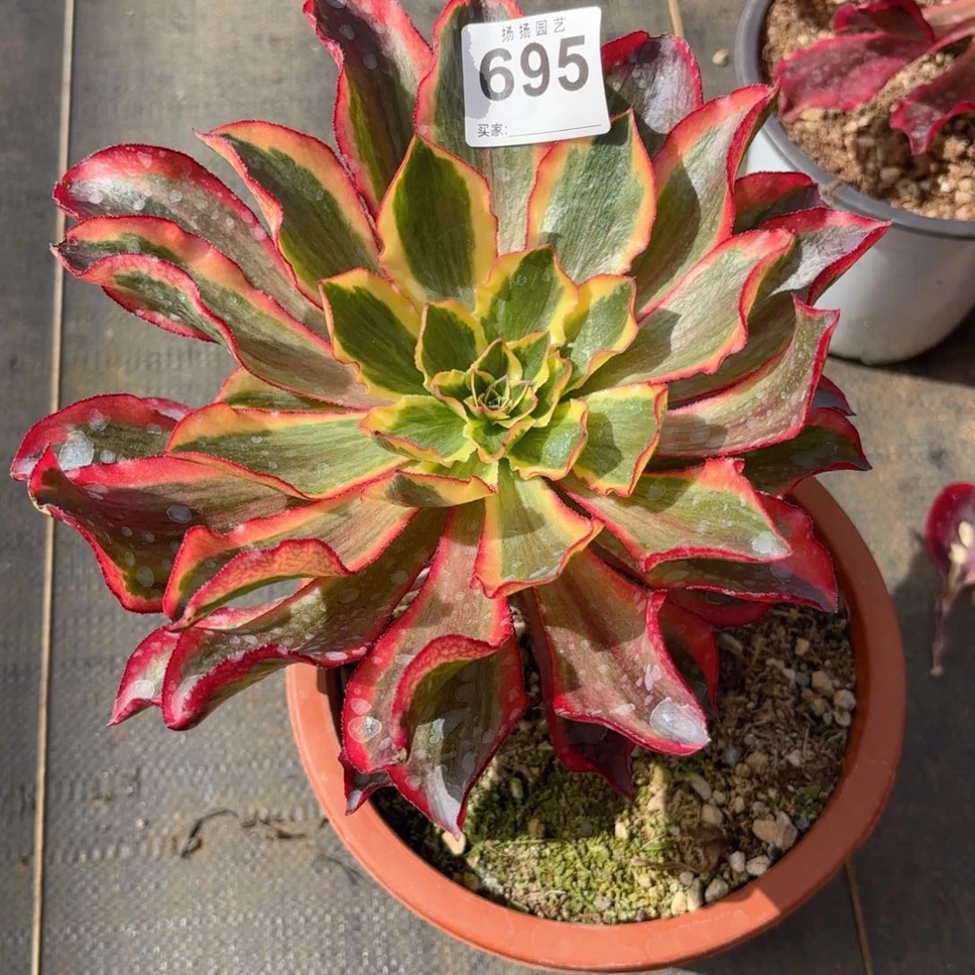 芳**f123  695多肉法师