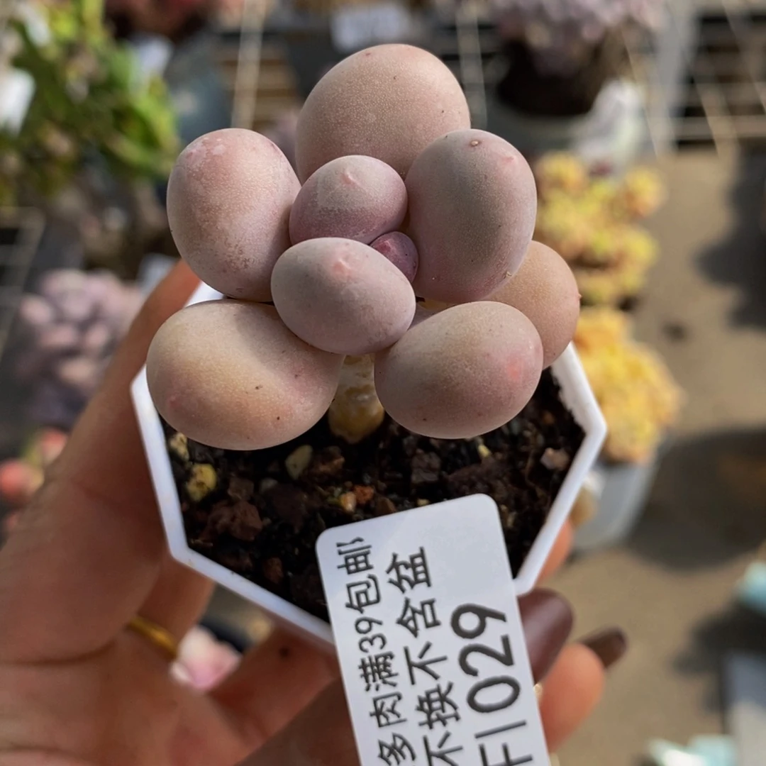 丸叶蛋黄奶029/3c m