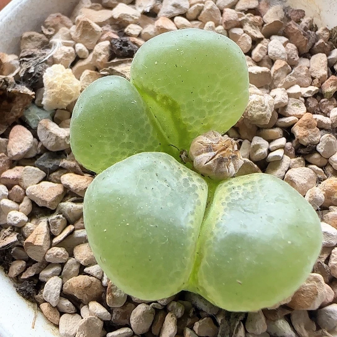 开播福利来啦40926