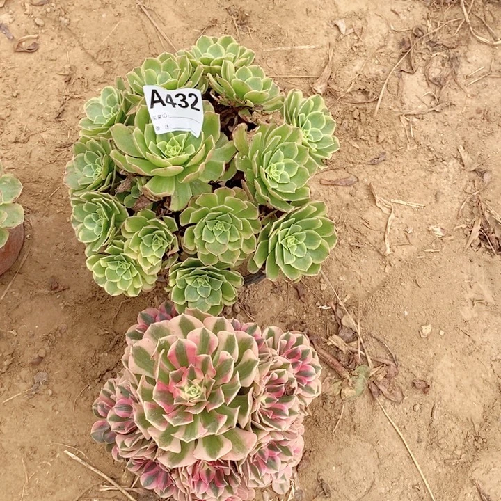 无花朵432奶白粉女巫多肉植物