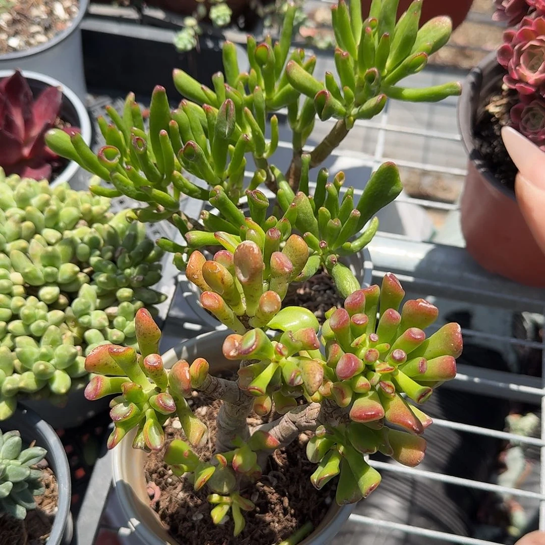 吸财树两颗多肉植物