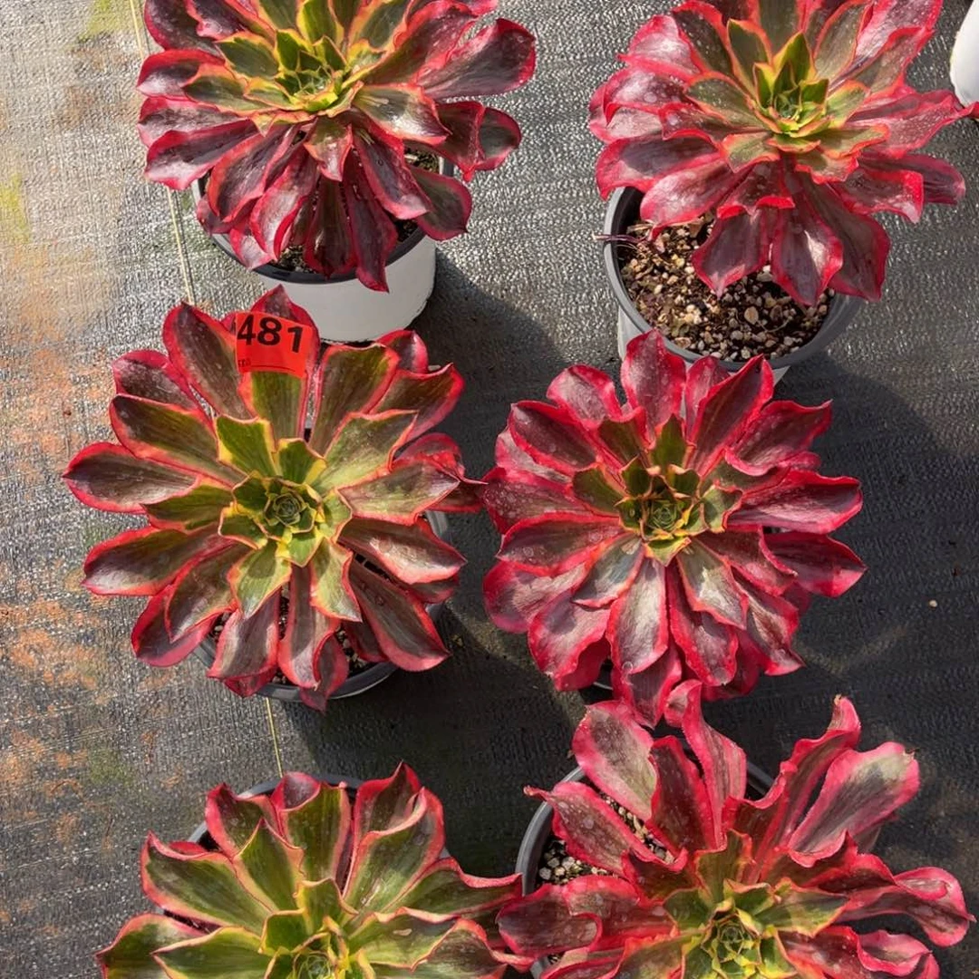 481多肉法师魅影量拍