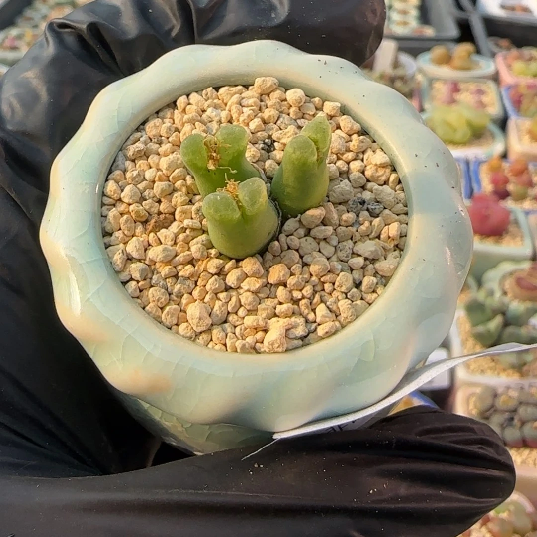 4399-一物一拍 带盆