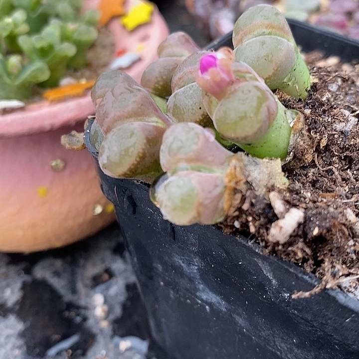 鲑鱼粉风铃一颗。