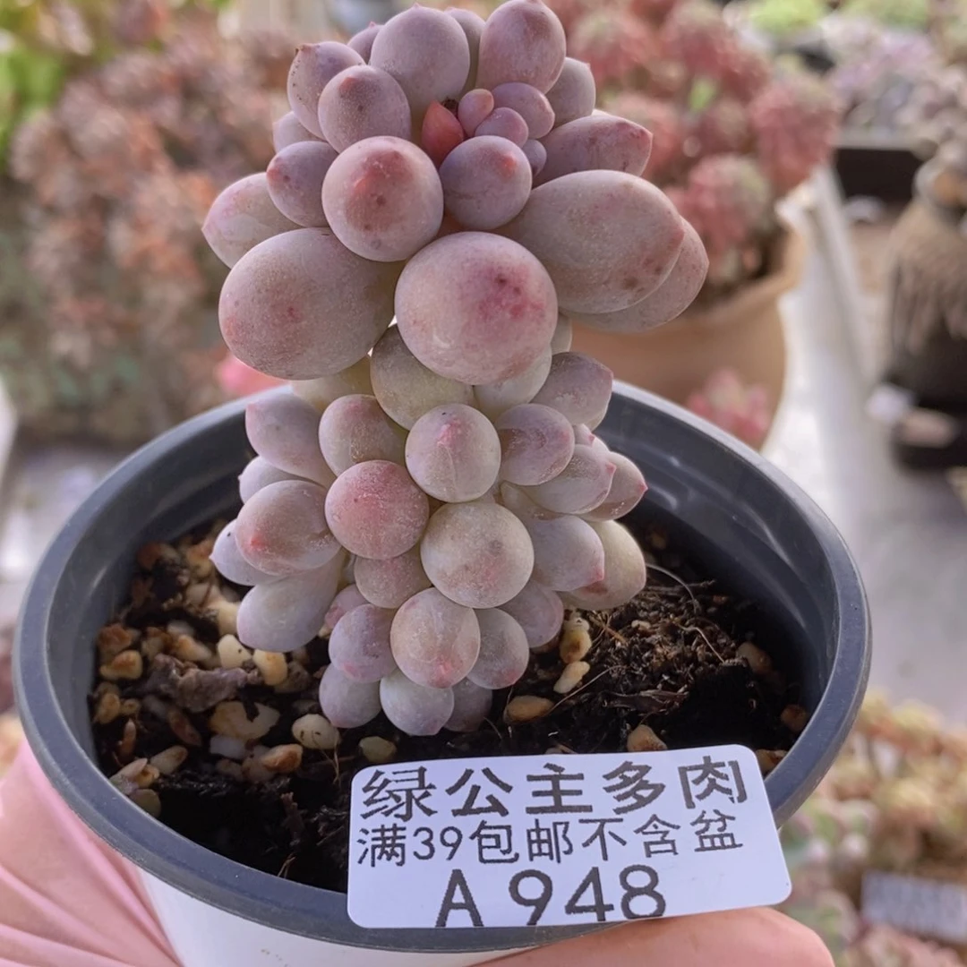 手指奶树5cm948多肉植物