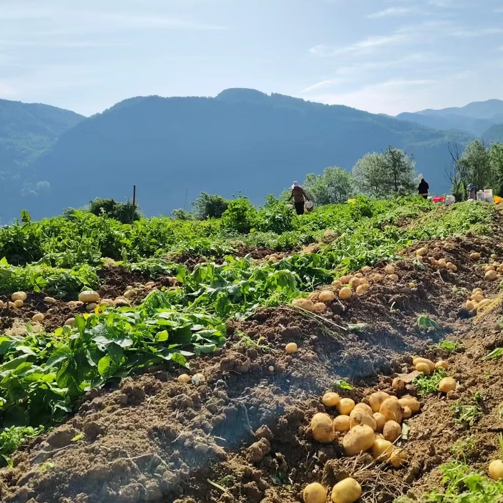 农家自种现挖高山黄皮黄心土豆沙面软糯可煎炒烹炸的应季蔬菜