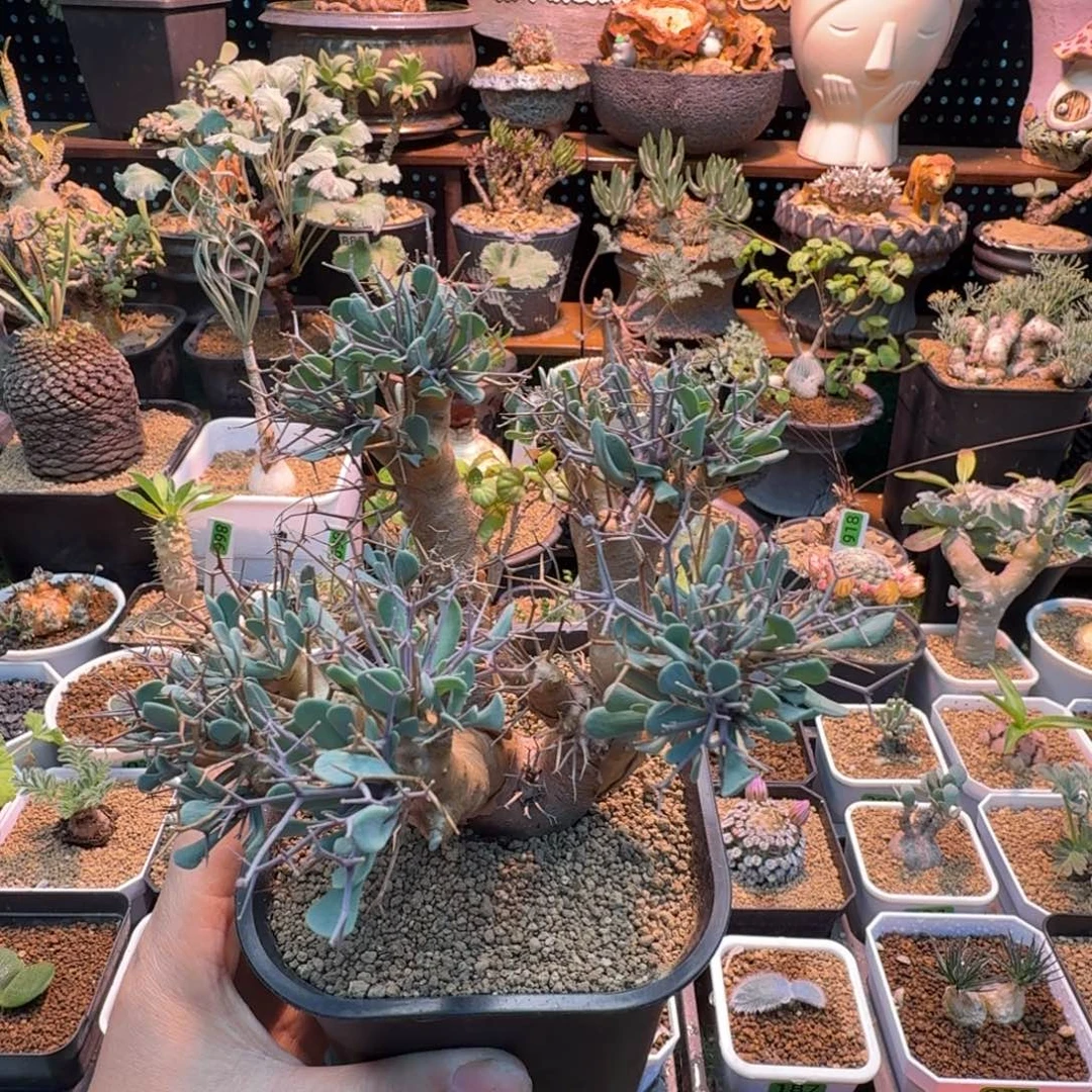 黑鬼殿285(脱土发)