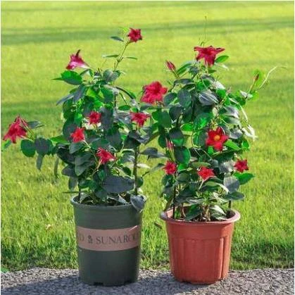 飘香藤绿植盆栽花卉四季开花植物室内阳台爬藤植物庭院双喜藤花苗