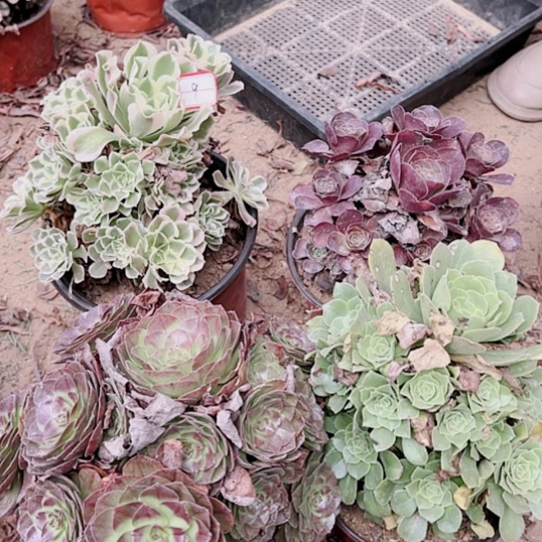 【闪购商品】无花朵9号套餐4颗