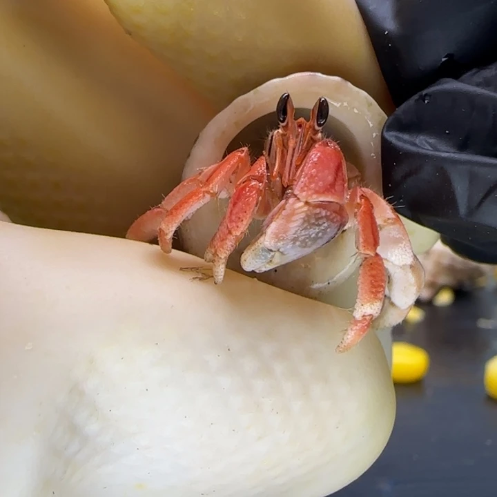 A61朱红 灰白1.0cm口径