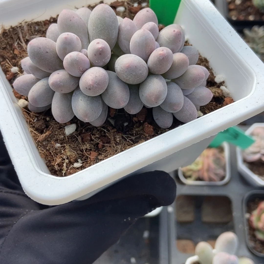 920汤圆多肉植物多肉