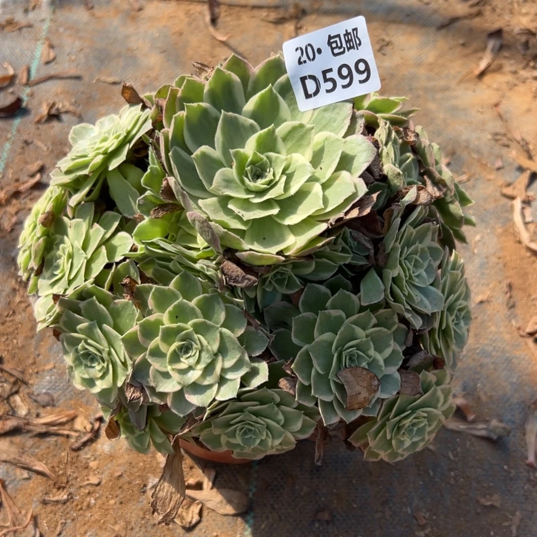 599水蜜桃，多肉法师