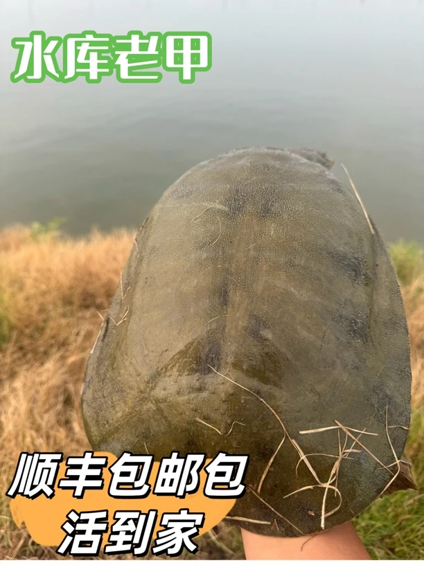 大湖水库深水半野老中华甲8年鱼