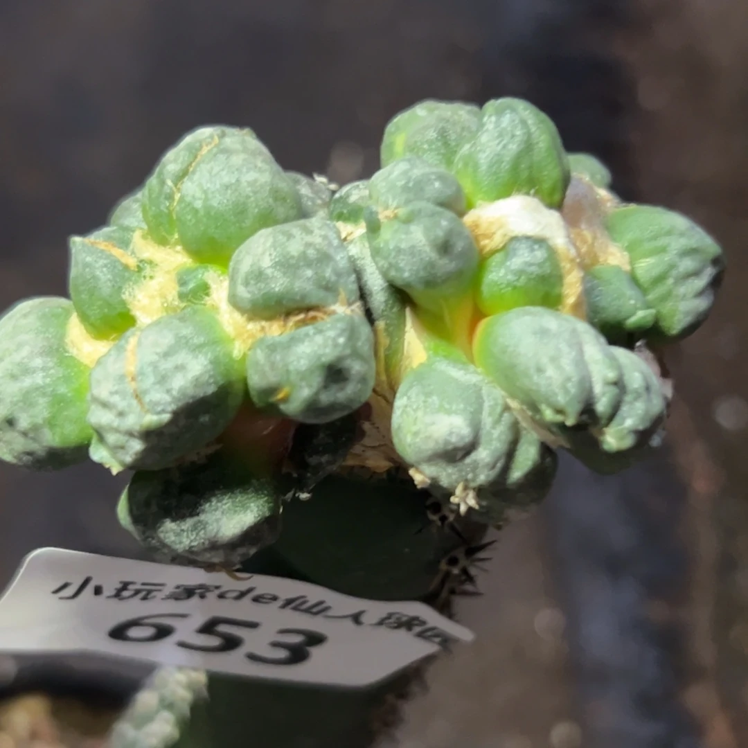 653 仙人球的比赛将于