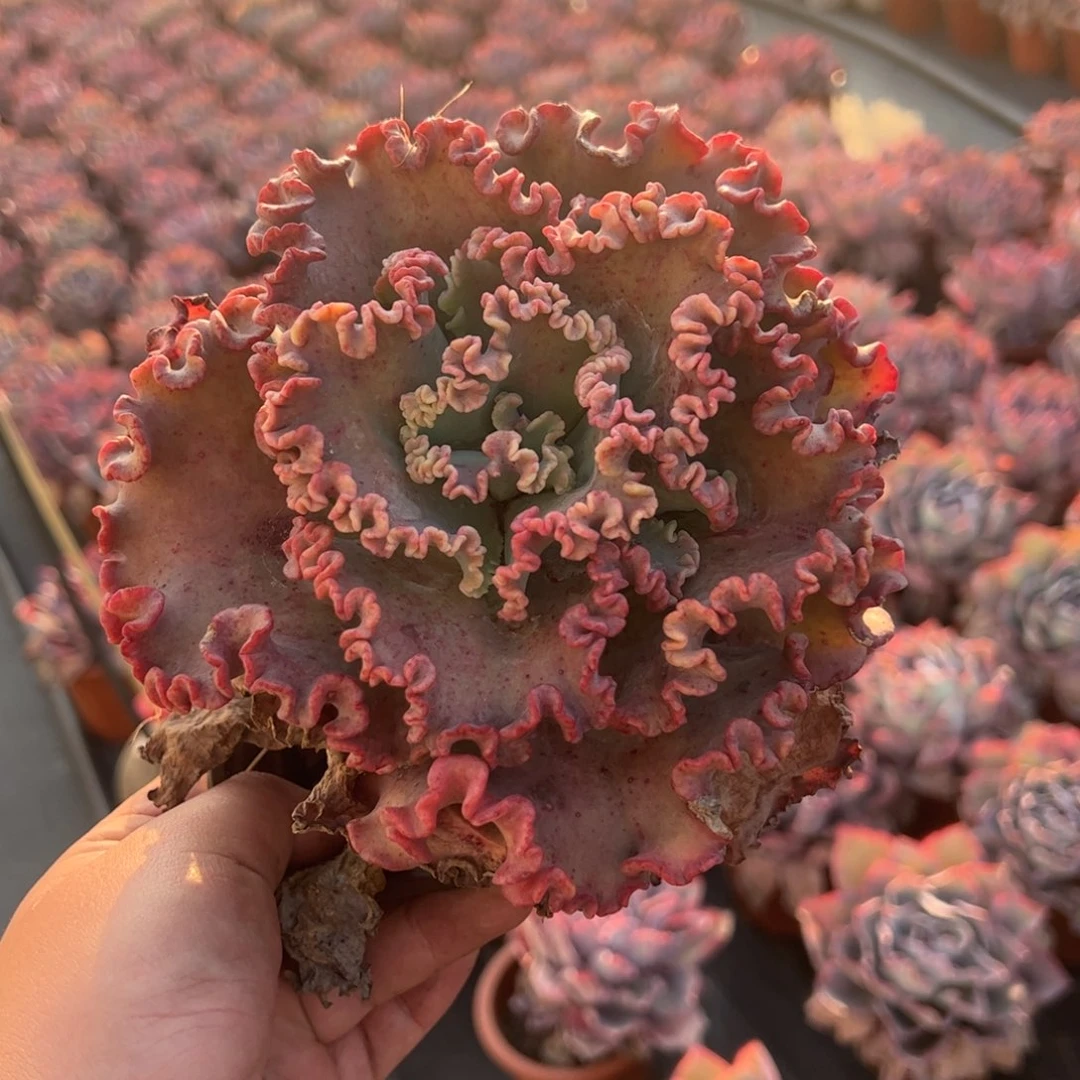 女王花笠大单头露养