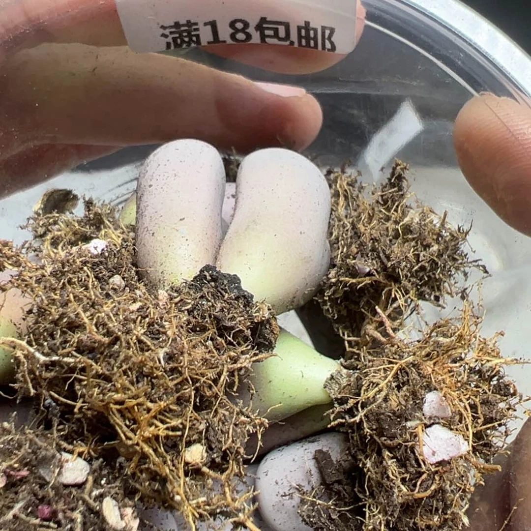 【闪购商品】吉**果748……