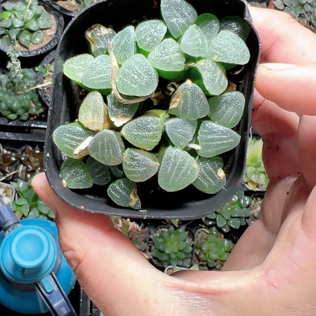俪***坊1554多肉植物，