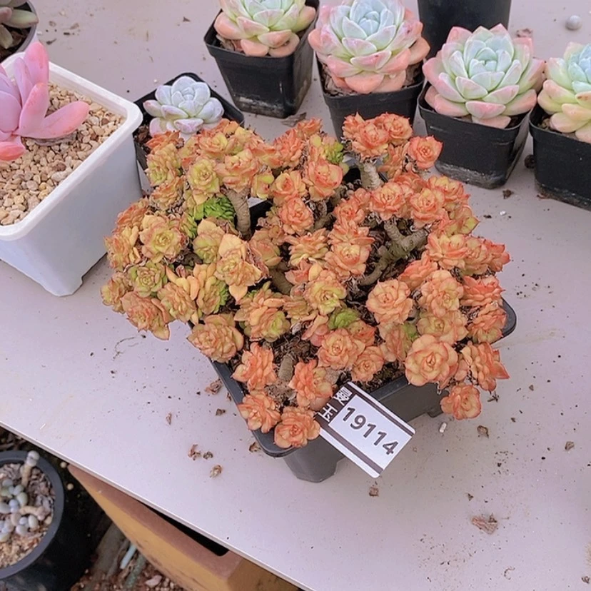 【闪购商品】蜡牡丹19114