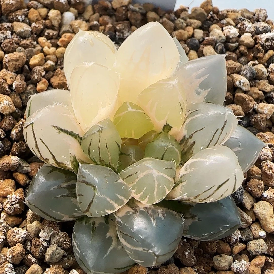 395号紫王玉露锦一物一拍带盆土