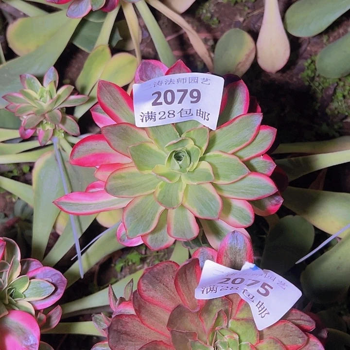 平*叔2079如意多肉植物无根修过侧牙