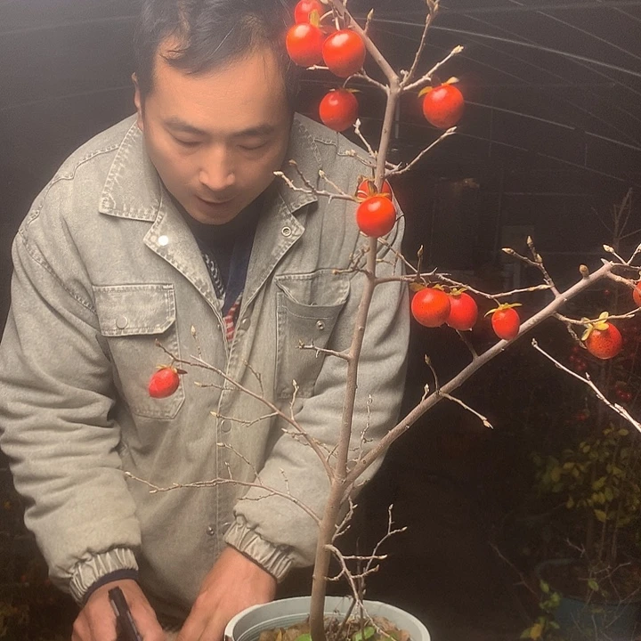 海***彤无花朵我们的目标
