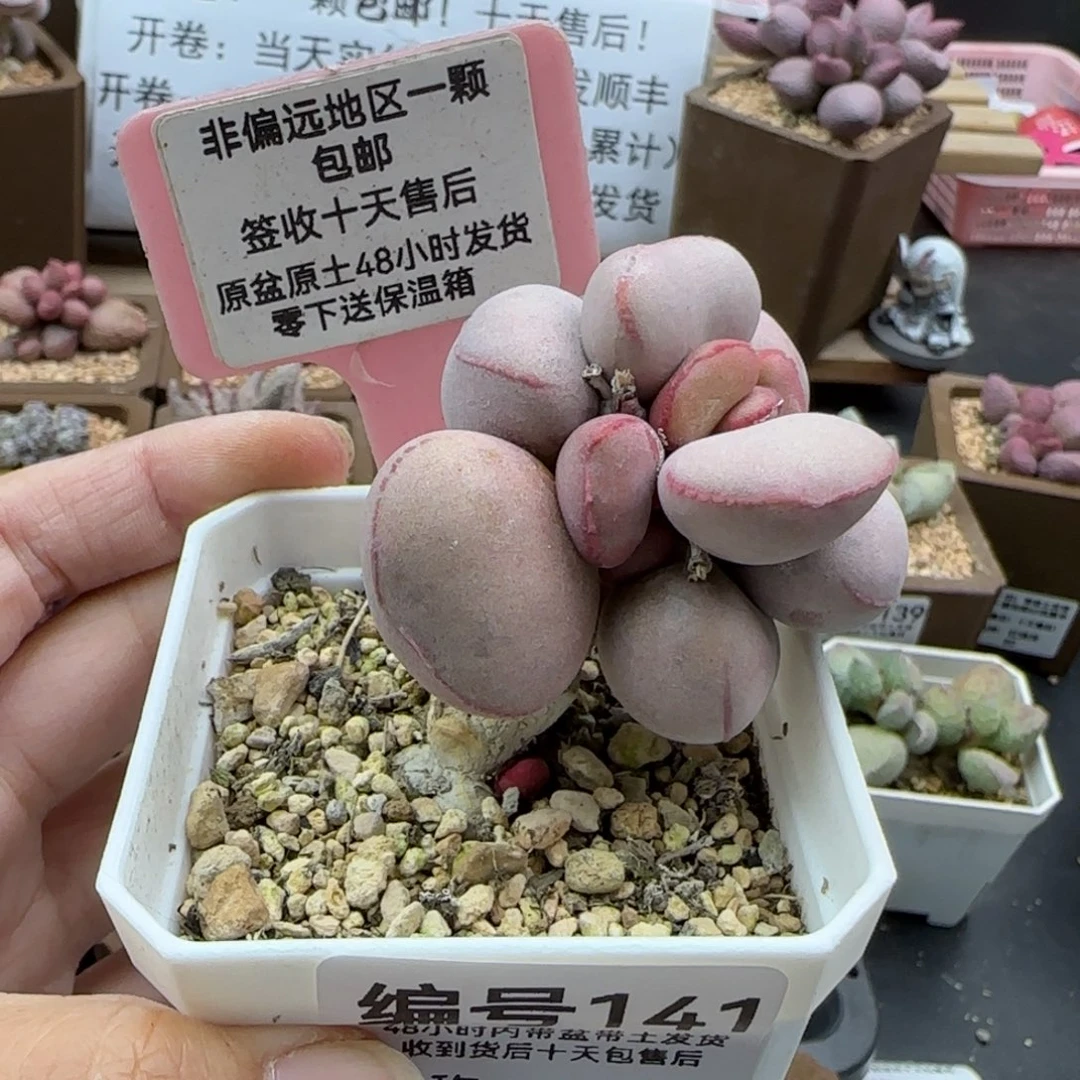 妙*141白肌红蛋多肉