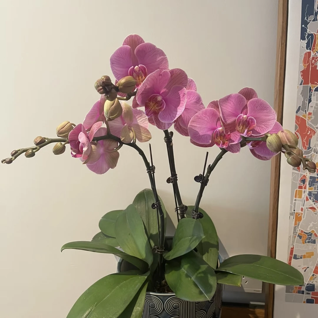 大花【石榴水晶】3.5寸加高杯 苗子发货