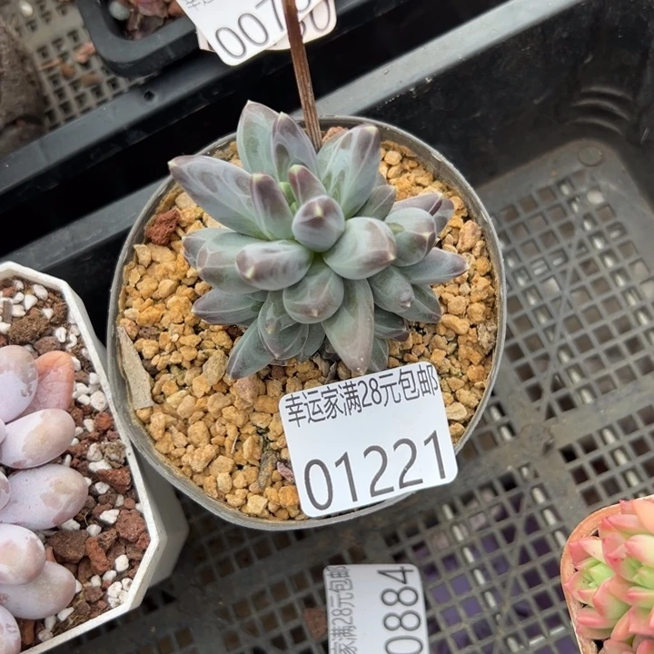 幸运的是你还没到家就