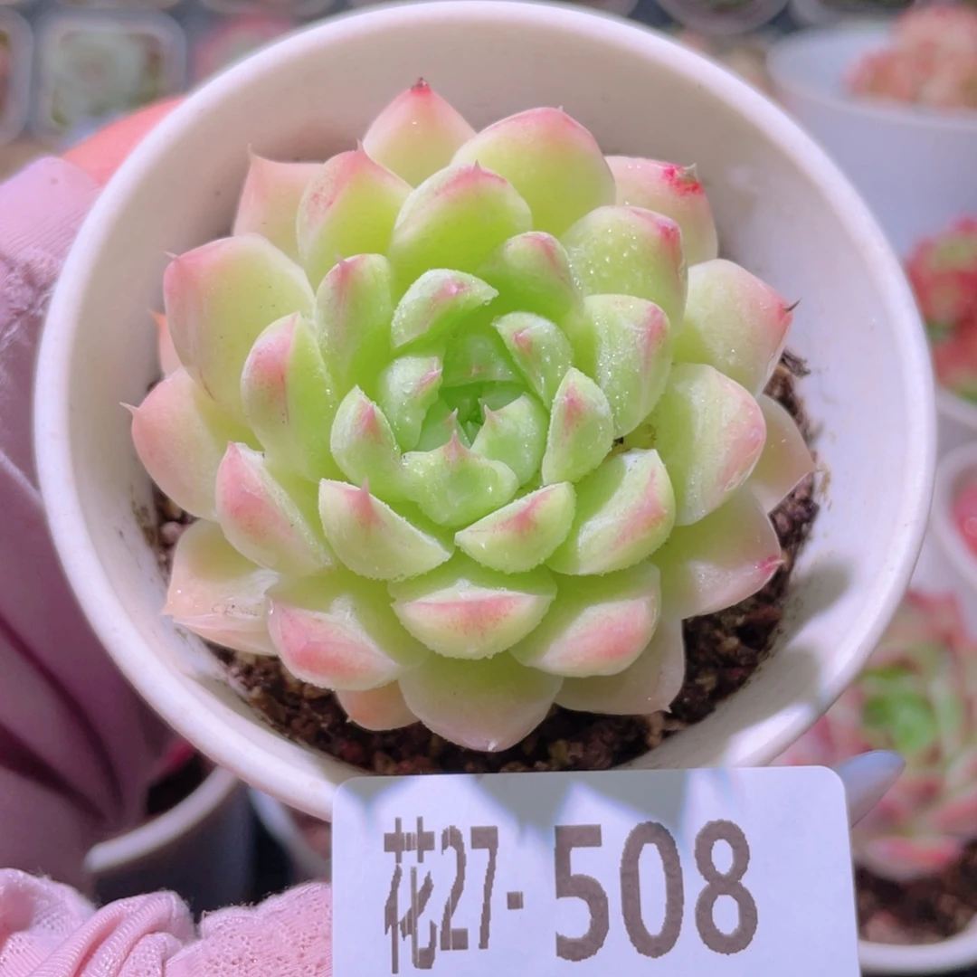 花利美27-508麦秆
