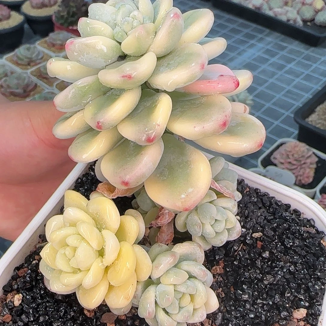 从前慢甄选多肉编号劳尔锦