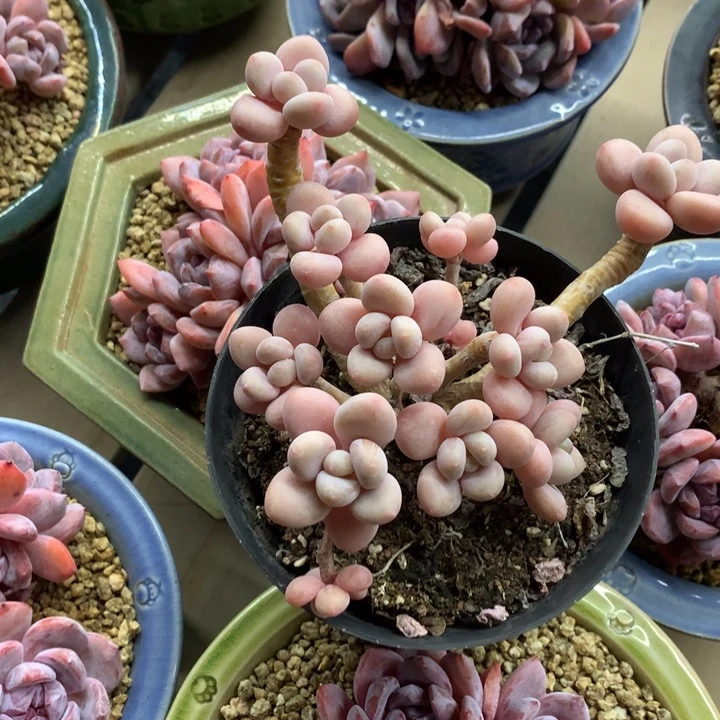 洛神无砍一物一拍啊