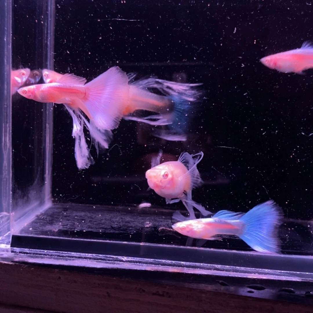 禅***道孔雀鱼蓝白绣球三对