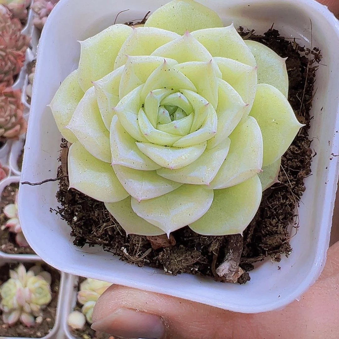 白天鹅19包邮多肉