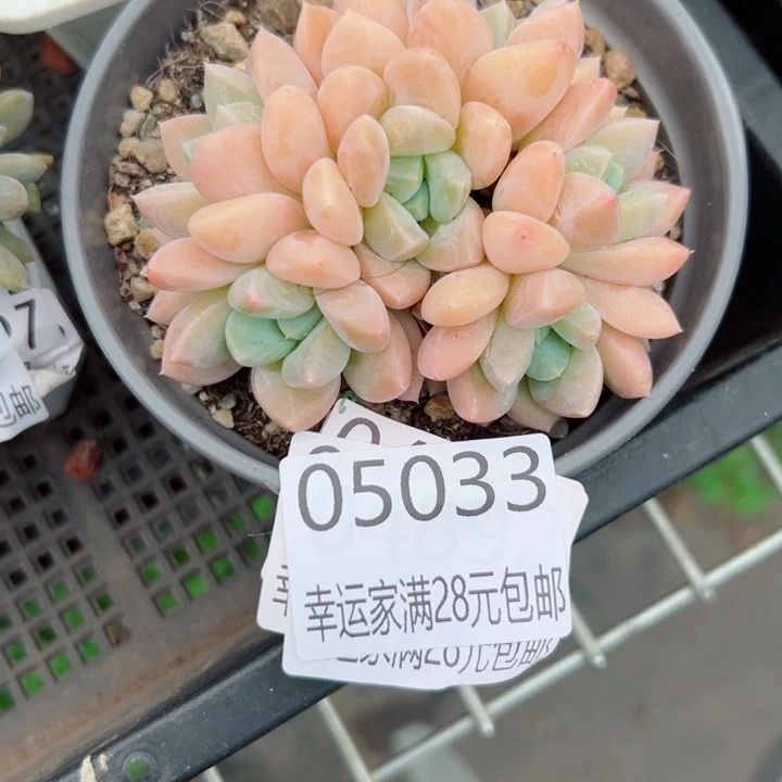 幸运的人会有好运的时候